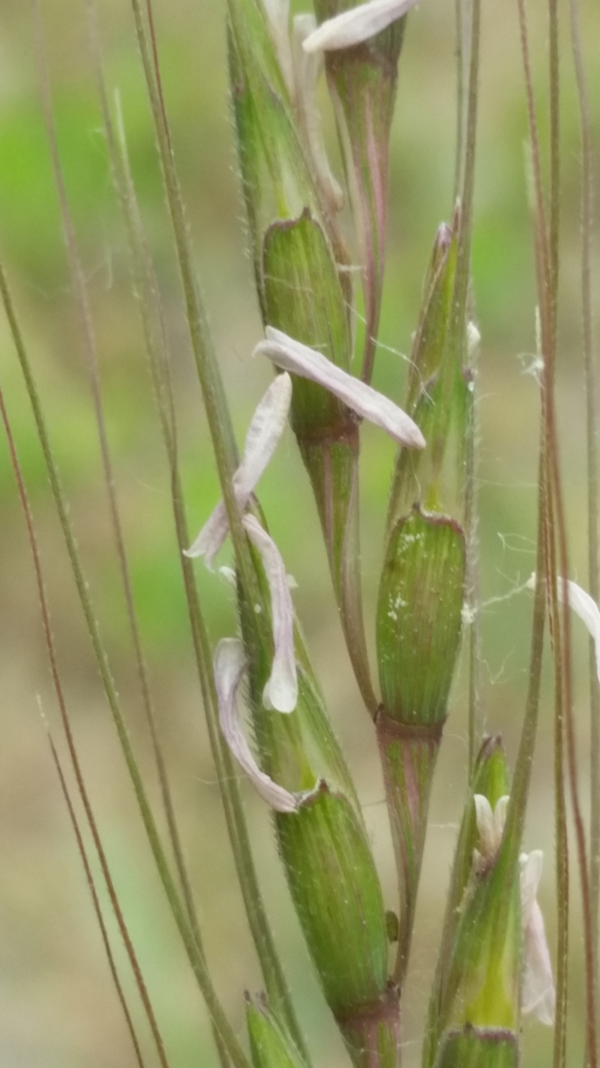 Aegilops speltoides