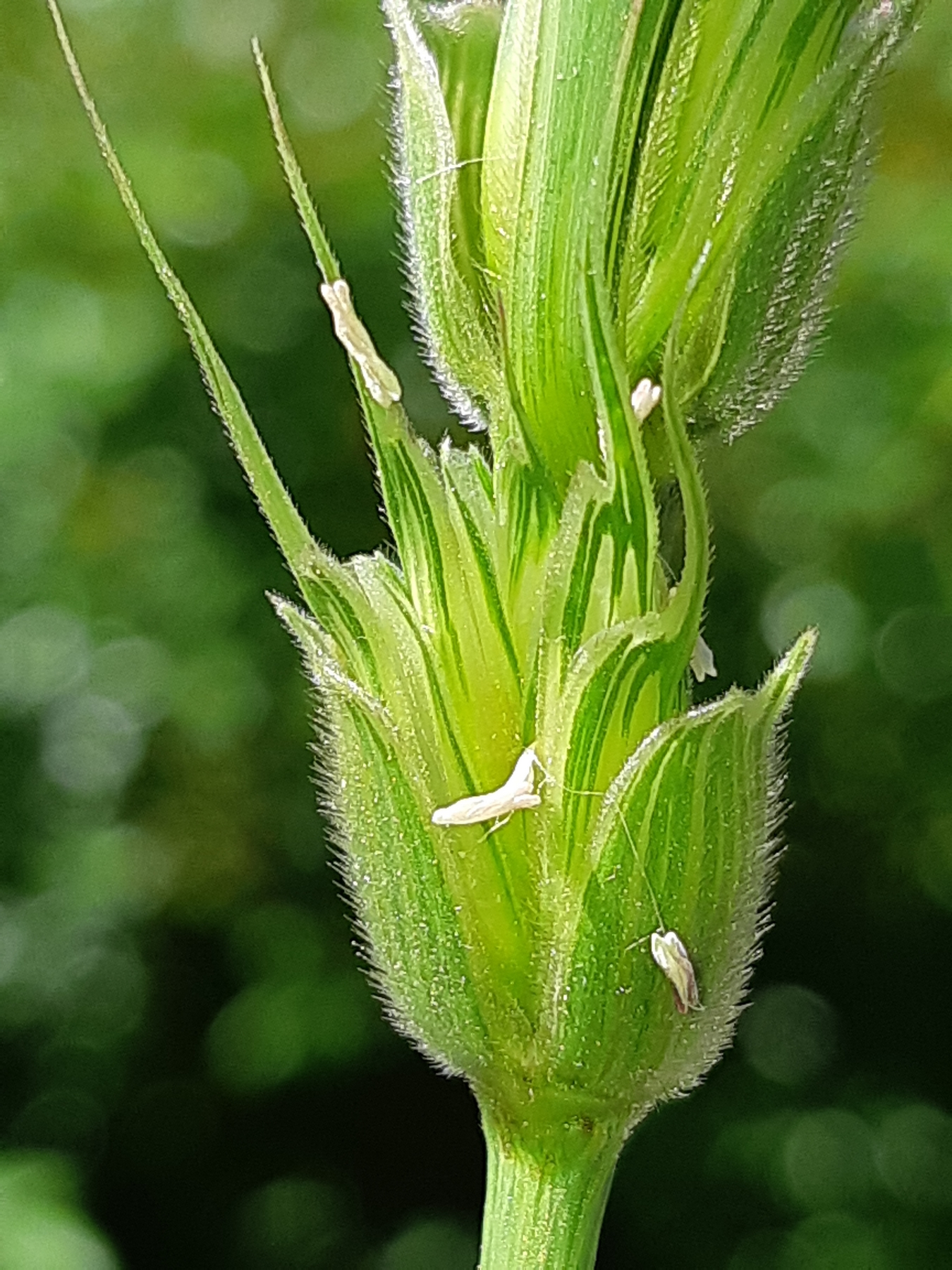 Aegilops Crassa med 4 anlg