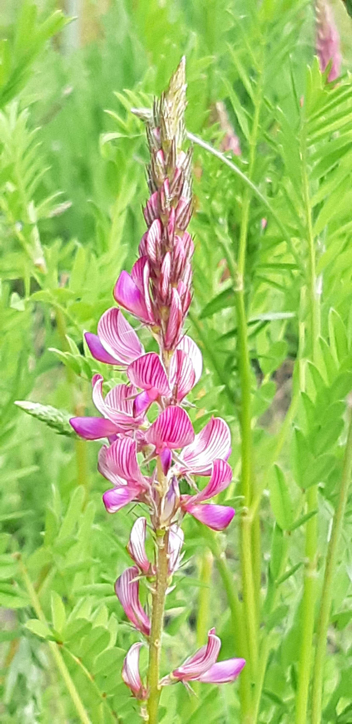 Esparsette i blomst