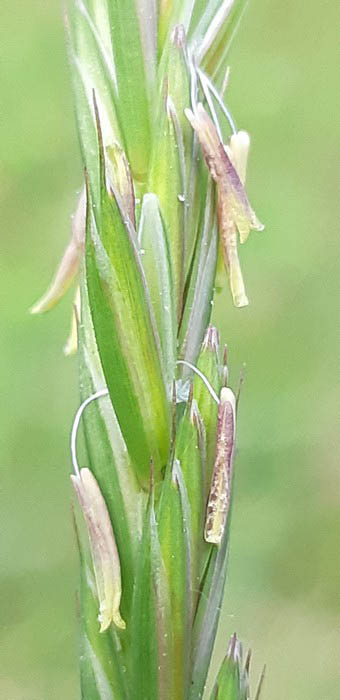 Frformeret Kvik i blomst