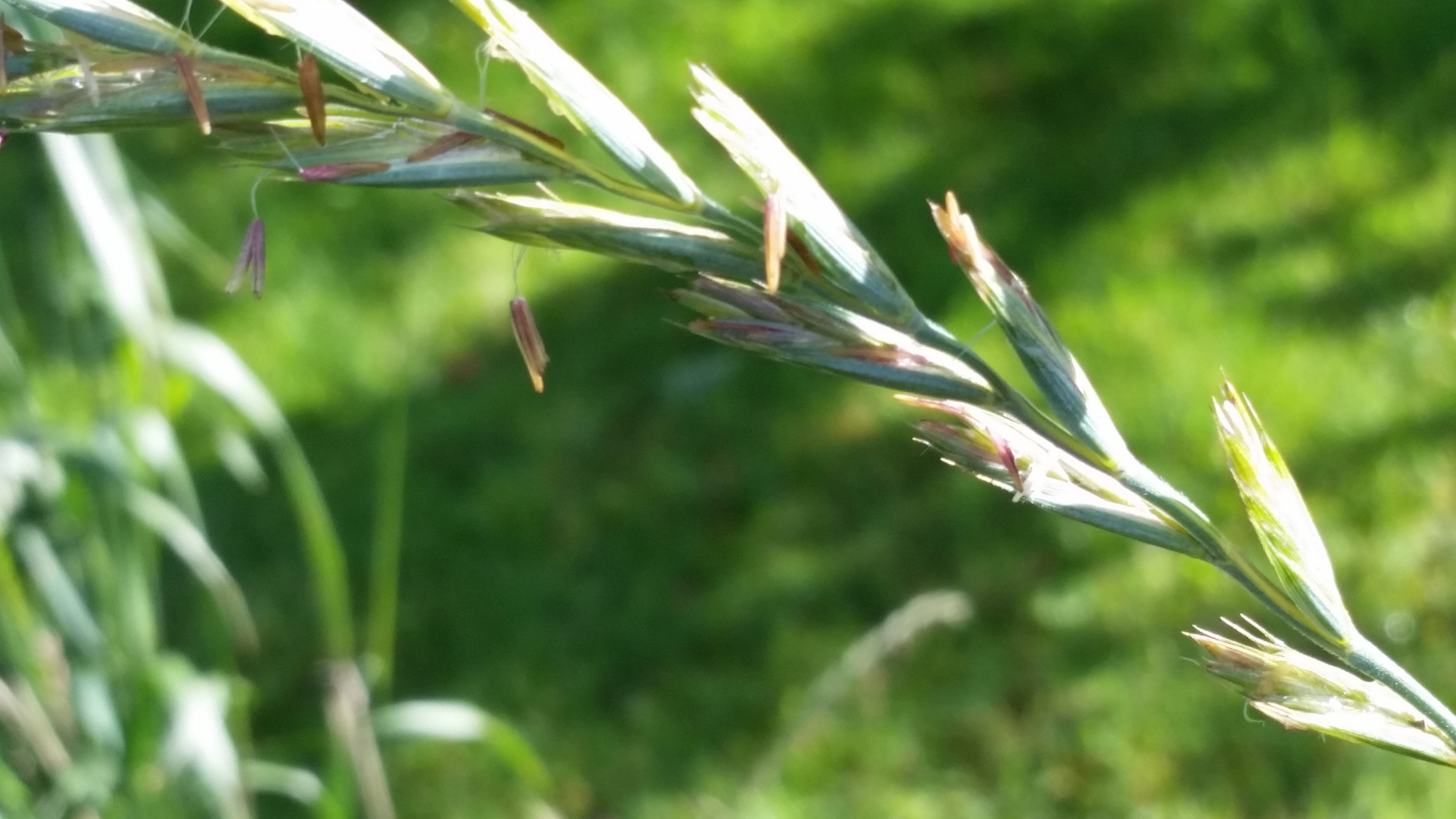 Kvikaks i blomst