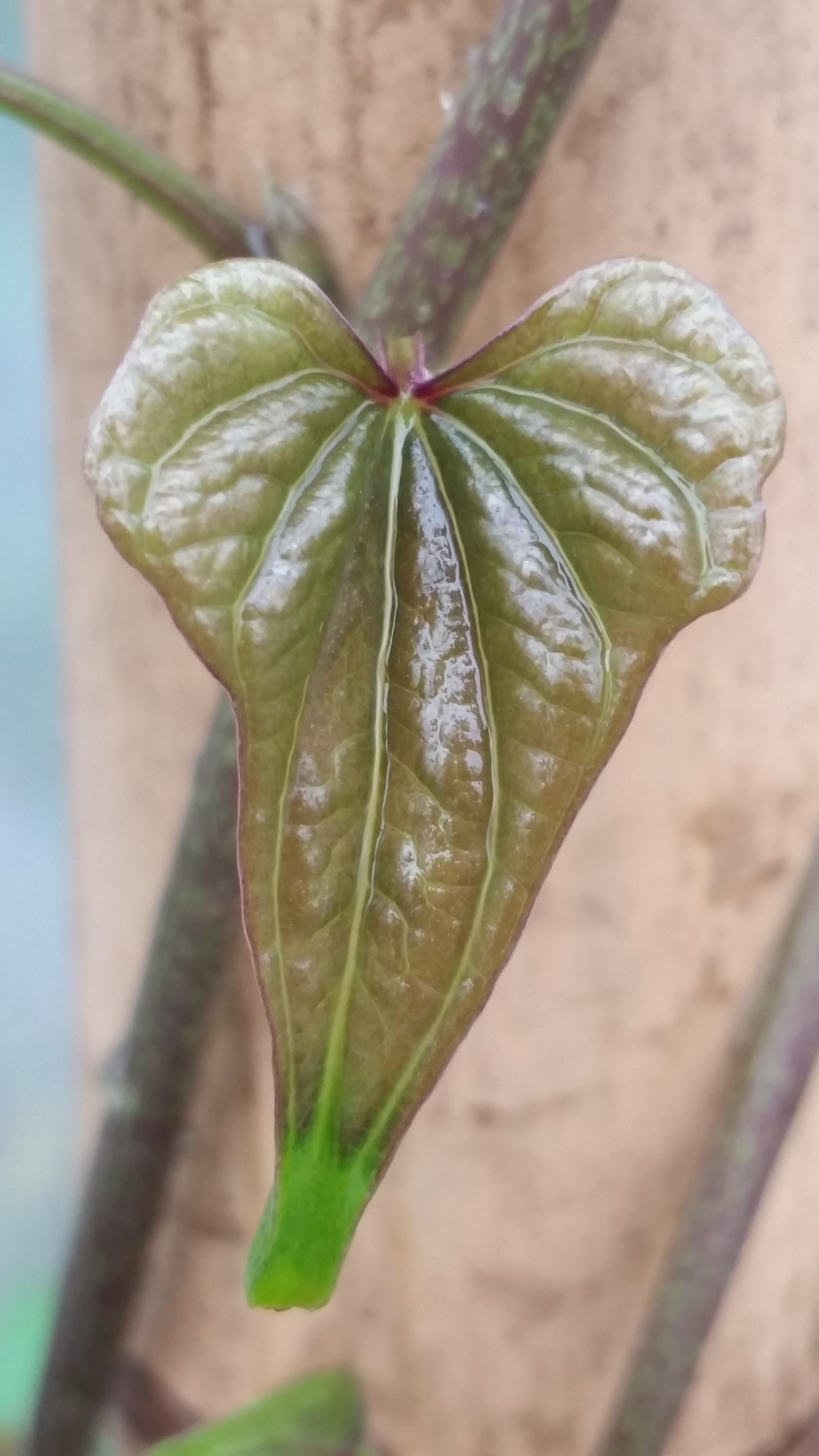 Dioscorea batatas blad Ur Yamsrod