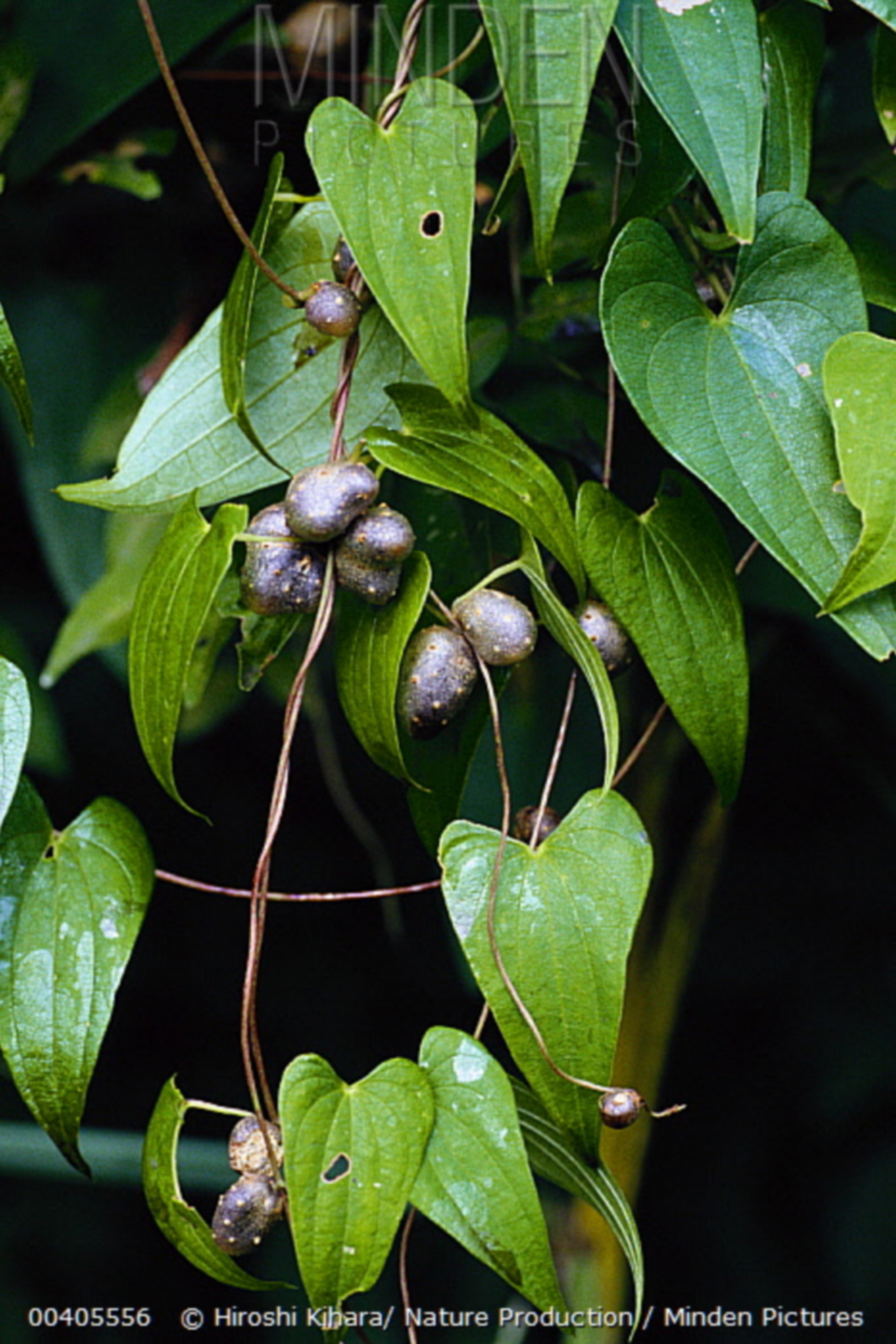 Dioscorea japonica Japansk yam