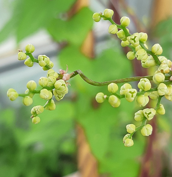 Lysrodsblomstknopper